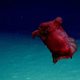 Illustration for article titled Happy Halloween to This Headless Chicken Monster Haunting the Sea